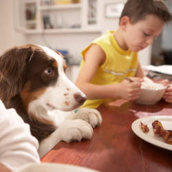 A family dog rests on the breakfast table surrounded by other members of the family illustrating the family behind brain injury claim headlines