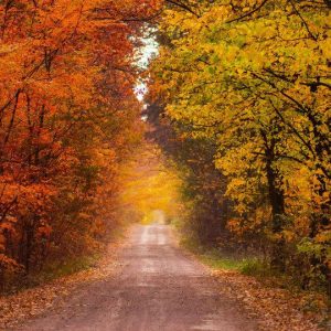 A path through an autumnal forest illustrates our guide to the Mental Capacity Act